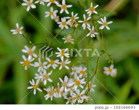 秋の山地に咲く野菊の一種　キク科シラヤマギク 108166693