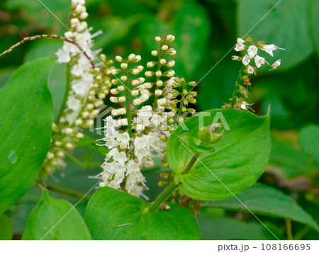 シソ科シモバシラの花 シソ科シモバシラの花 108166695