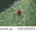 カタバミハダニ 108166809