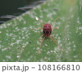 カタバミハダニ 108166810