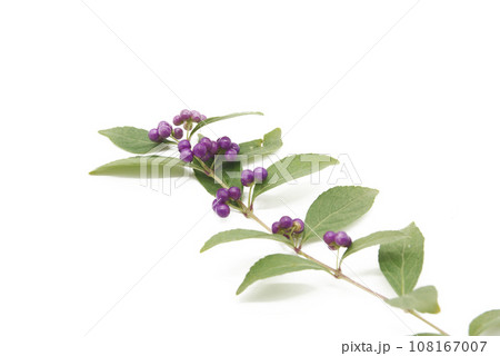 背景を白く飛ばしたコムラサキの実 108167007