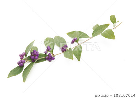 背景を白く飛ばしたコムラサキの実 108167014