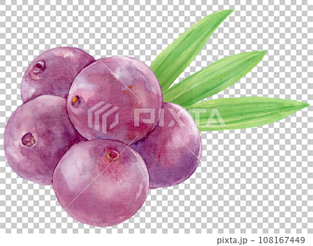 Acai fruit mountain and leaves watercolor illustration Acai fruit mountain and leaves watercolor illustration 108167449