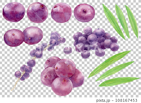 アサイーの実と葉、房の素材集　水彩イラスト 108167453