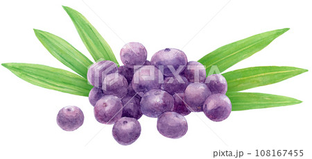 たくさんのアサイーの実とアサイーの葉の水彩イラスト たくさんのアサイーの実とアサイーの葉の水彩イラスト 108167455