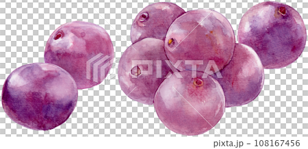 Acai fruit watercolor illustration 108167456