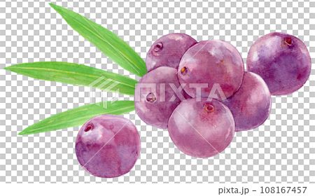 Acai fruit and leaves watercolor illustration 108167457