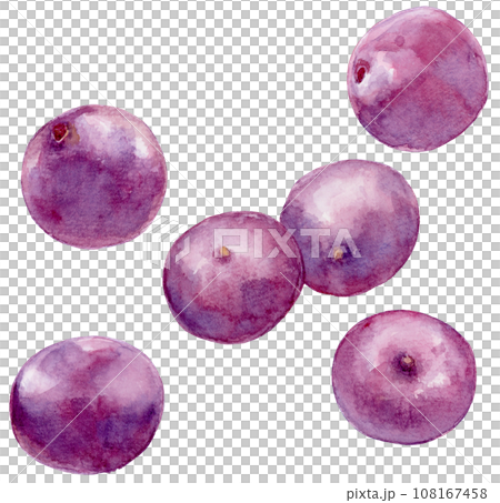 Watercolor illustration of scattered acai fruits 108167458