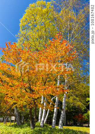 シラカバと紅葉（縦） 108167482