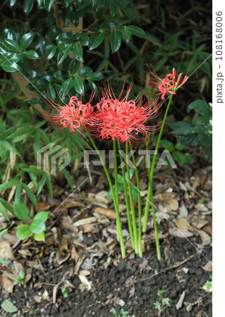 北条の五百羅漢のヒガンバナ 108168006