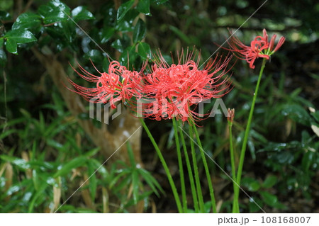 北条の五百羅漢のヒガンバナ 北条の五百羅漢のヒガンバナ 108168007