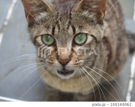 猫。何か言いたげな顔 猫。何か言いたげな顔 108168062