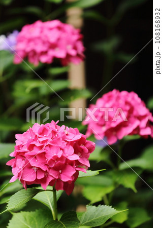 頼光寺の赤いあじさい 頼光寺の赤いあじさい 108168932