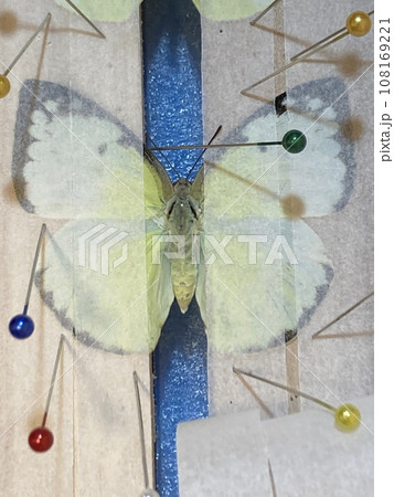沖縄の蝶の展翅 沖縄の蝶の展翅 108169221