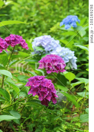 頼光寺の赤い紫陽花 108169298