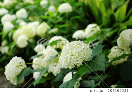 頼光寺の白いあじさい 108169381