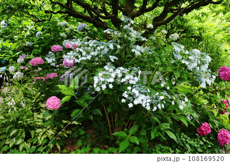頼光寺のあじさい 108169520