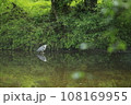 湖畔を歩く鳥 108169955