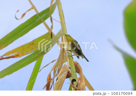 芭蕉の葉の上のかわいいメジロ　　　　　　 108170084