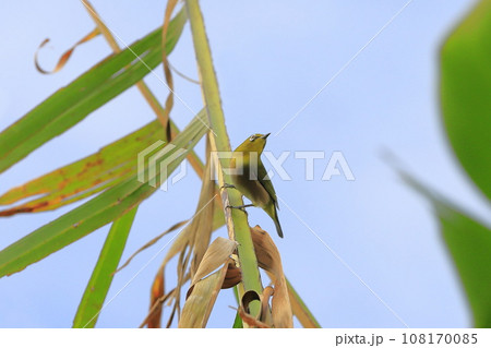 芭蕉の葉の上のかわいいメジロ　　　　　　 108170085
