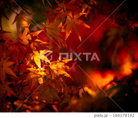 真っ赤な紅葉 真っ赤な紅葉 108170102