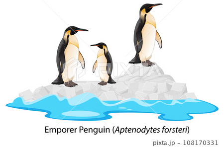 Emperor penguin cartoon on the rock Emperor penguin cartoon on the rock 108170331