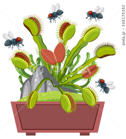 Flies Flying Over Venus Flytrap Plant 108170382