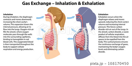 Gas Exchange in Human Anatomy: A Cartoon Illustration Gas Exchange in Human Anatomy: A Cartoon Illustration 108170450