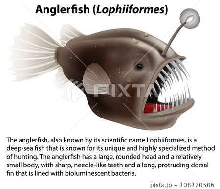 Anglerfish (Lophiiformes) with Informative Text Anglerfish (Lophiiformes) with Informative Text 108170506