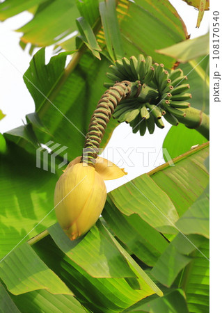 芭蕉（バショウ）の花とバナナのような果実 108170540