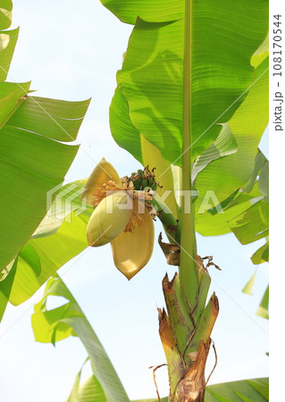 芭蕉（バショウ）の花とバナナのような果実 108170544