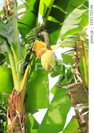 芭蕉（バショウ）の花とバナナのような果実 108170546
