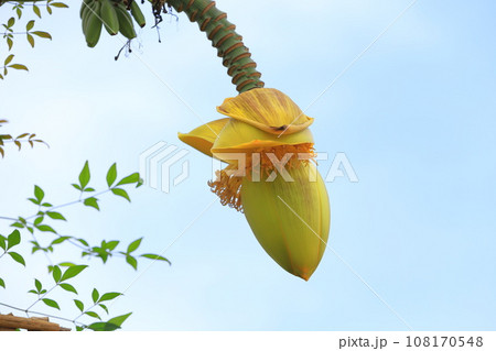 芭蕉（バショウ）の花とバナナのような果実 108170548