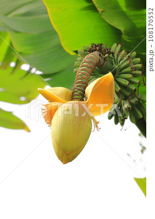 芭蕉（バショウ）の花とバナナのような果実 108170552