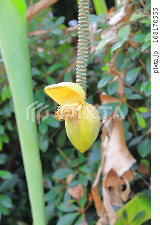 芭蕉（バショウ）の花とバナナのような果実 108170555