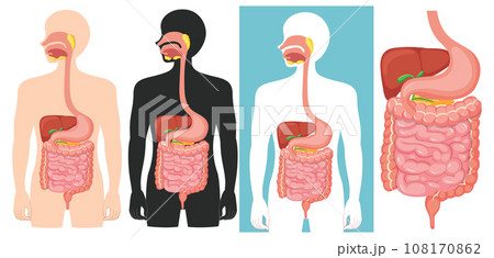 Science Anatomy: Education of the Human Digestive System 108170862