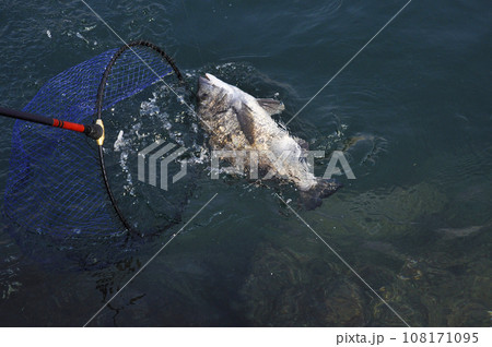 釣れた魚を玉網に誘導する 釣れた魚を玉網に誘導する 108171095