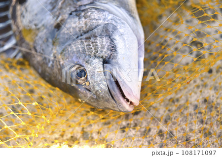 針がかかった状態の釣りたての魚 針がかかった状態の釣りたての魚 108171097