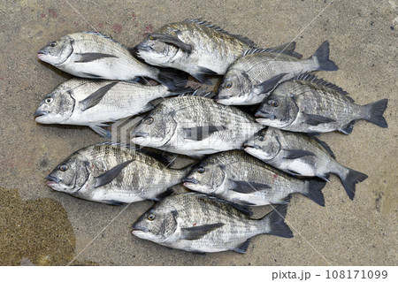 チヌの数釣り チヌの数釣り 108171099