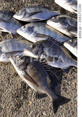 釣りたての魚 108171100