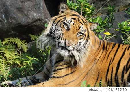 スマトラトラ 108171250