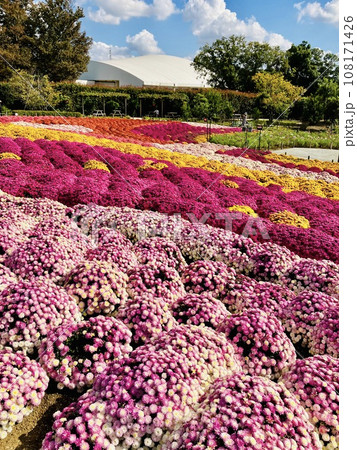 秋の青空に映える小菊の花絨毯_ お花畑_花の絨毯_小菊 108171426