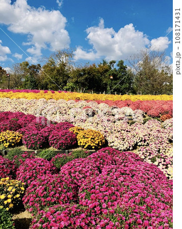 秋の青空に映える小菊の花絨毯_ お花畑_花の絨毯_小菊 秋の青空に映える小菊の花絨毯_ お花畑_花の絨毯_小菊 108171431