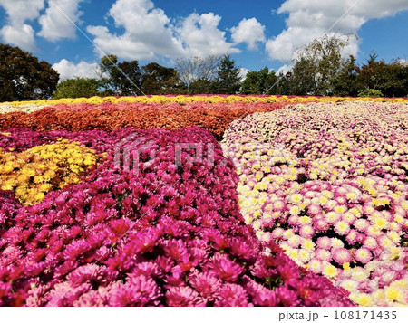 秋の青空に映える小菊の花絨毯_ お花畑_花の絨毯_小菊 108171435