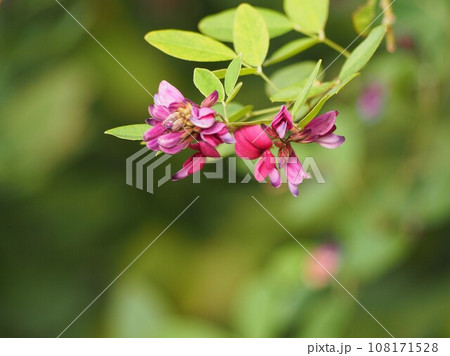 秋の七草　ハギの花 108171528