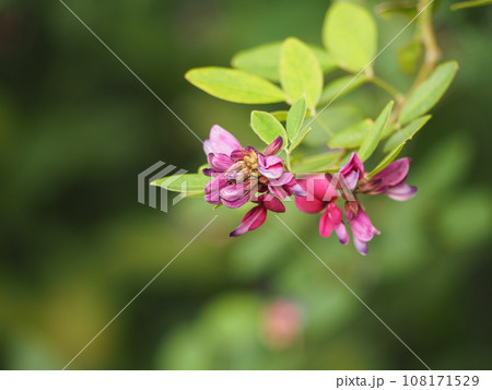 秋の七草　ハギの花 108171529