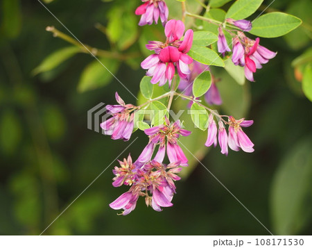 秋の七草　ハギの花 108171530
