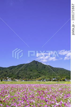 地元で古くから親しまれている飯盛山とやよいの風公園の満開のコスモス(福岡市西区) 地元で古くから親しまれている飯盛山とやよいの風公園の満開のコスモス(福岡市西区) 108171667