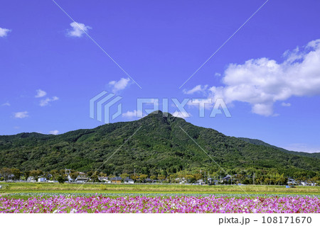 地元で古くから親しまれている飯盛山とやよいの風公園の満開のコスモス（福岡市西区） 108171670