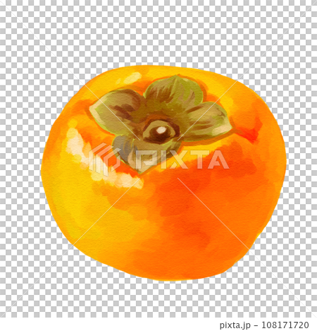 Persimmon illustration hand-painted oil painting style 108171720